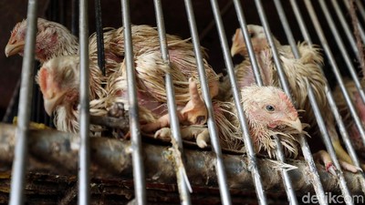 Ramadan, Harga Ayam Potong Terus Meroket