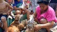 Seorang perempuan tampak sedang mengobati beberapa anjing yang terluka karena kebakaran (Foto: Dok. The Freeman News)