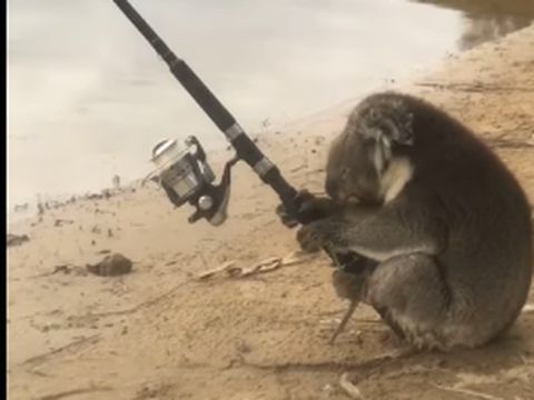 Koala itu terlihat memegang alat pancing dengan kedua kaki dan tangannya