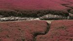 Foto: Pantai Berwarna Merah di China