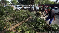 Penebangan ini untuk mengantisipasi bencana pohon tumbang saat cuaca buruk.