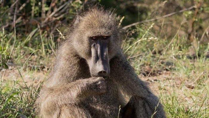 Lepas dari Kandang, Seekor Baboon Bikin Heboh Bandara AS