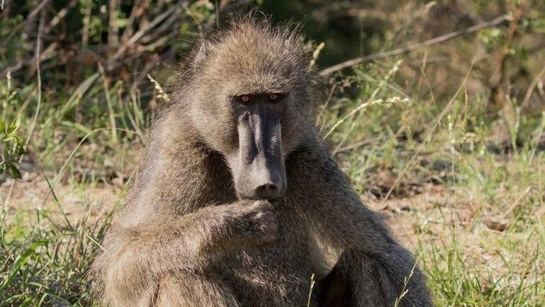 Foto: ilustrasi baboon (Thinkstock) Foto: ilustrasi baboon (Thinkstock)