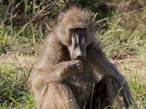 Lepas dari Kandang, Seekor Baboon Bikin Heboh Bandara AS