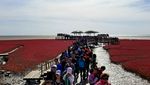 Foto: Pantai Berwarna Merah di China