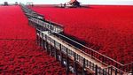 Foto: Pantai Semerah Darah yang Sungguh Ada