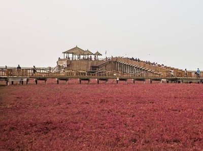 Foto: Pantai Berwarna Merah di China Foto: Pantai Berwarna Merah di China