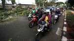 Penebangan Pohon Macetkan Jalan Asia Afrika Senayan