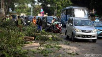 Kendaraan hanya bisa berjalan pelan karena terhalang ranting pohon.