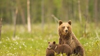 Banyak operator tur di Finlandia yang menawarkan petualangan di alam liar, sampai bertemu beruang (visitfinland/Facebook)