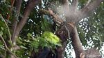 Penebangan Pohon Macetkan Jalan Asia Afrika Senayan