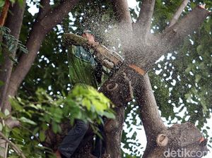 5 Warga Bandung Didenda Total Rp 100 Juta gegara Tebang Pohon Sembarangan