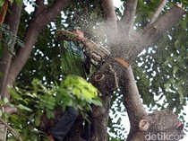 Kalender Jawa Selasa Pahing 13 Agustus 2024: Hati-hati Tebang Pohon