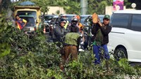 Banyak pengendara yang menghentikan laju kendaraannya karena jalan tertutup oleh batang pohon.