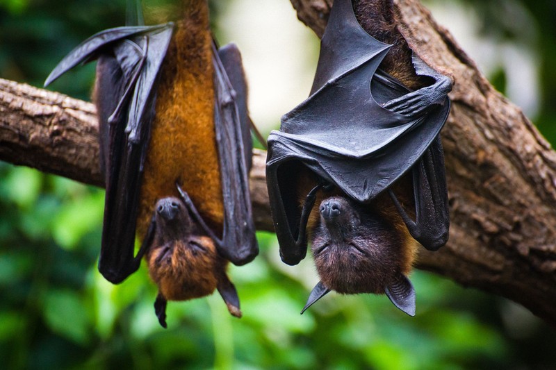 Two black flying-foxes Pteropus alecto hanging in a tree, Kakadu National Park, Northern territory, Australia