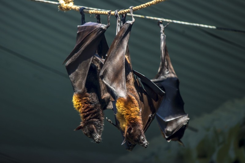 Two black flying-foxes Pteropus alecto hanging in a tree, Kakadu National Park, Northern territory, Australia