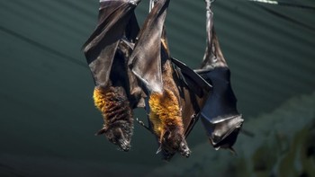 Satu kelelawar yang sangat lapar dapat menyeruput 600 serangga jahat dalam 60 menit. Foto: Ilustrasi/ThinkStock