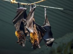 Fakta-fakta Luar Biasa tentang Kelelawar