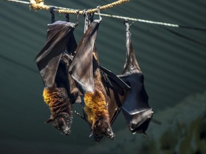 Fakta-fakta Virus Nipah yang Diwaspadai Jadi Pandemi Baru di Asia