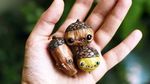 Gemas! Ini 9 Boneka Tanah Liat Bertema Buah dan Makanan