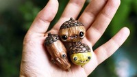 Wah, acorn yang satu ini sih sayang banget kalau dikasih ke tupai. Ini sih bagusnya dipajang di rumah.Foto: Instagram @awesome_oso
