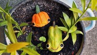 Ini labu oranye dan hijau. Mereka terlihat seperti kakak beradik yang sedang bermain di dalam pot, ya?Foto: Instagram @awesome_oso