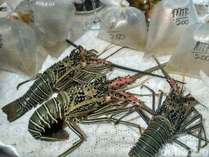 Lombok Bisa Jadi Pusat Budidaya Lobster Nasional, tapi..