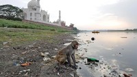 Sampah yang menggunung di tepi sungai Yamuna tidak jarang menjadi tempat hewan-hewan yang bermukim di sekitar Taj Mahal untuk mencari makan. Saumya Khandelwal/Reuters.
