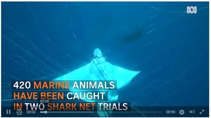 Jerat Satwa Lain, Pemasangan Jaring Hiu Dianggap Memalukan