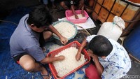 Pedagang menyortir kolang-kaling yang akan dijual.