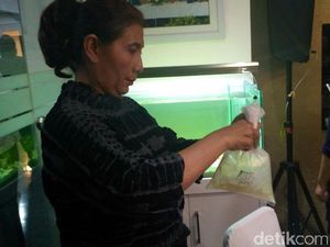 Gandeng Polisi, KKP Gagalkan Penyelundupan Benih Lobster Rp 150 M