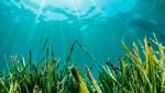 Foto: Padang Rumput Cantik di Dasar Laut Mediterania