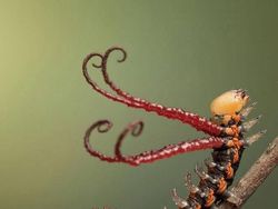 Memukau Tapi Bikin Bergidik, Foto Makro Ulat di Habitat Asli