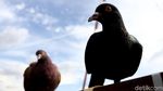 Serunya Ngabuburit Sambil Melatih Burung Dara