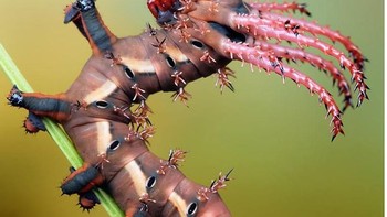 Dia kerap mendokumentasikan makhluk secara makro. Foto: Thisiscolossal