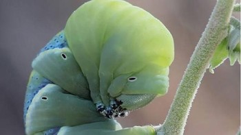 Jika melihat ulat yang dipotret Igor, mereka seperti mahkluk yang bukan dari bumi. Foto: Thisiscolossal