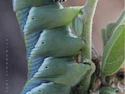 Memukau Tapi Bikin Bergidik, Foto Makro Ulat di Habitat Asli