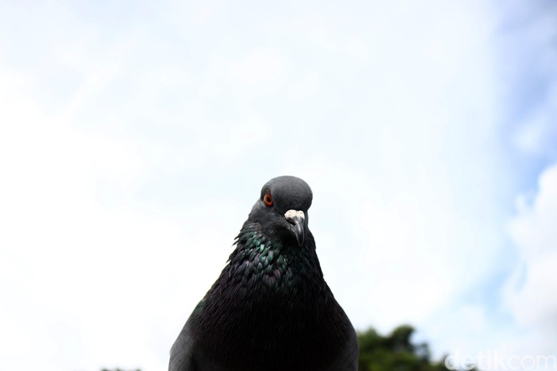 Warga di kawasan Roxy, Jakarta Barat punya cara sendiri untuk menunggu berbuka puasa. Mereka kompak melatih burung dara. Yuk, intip keseruannya.