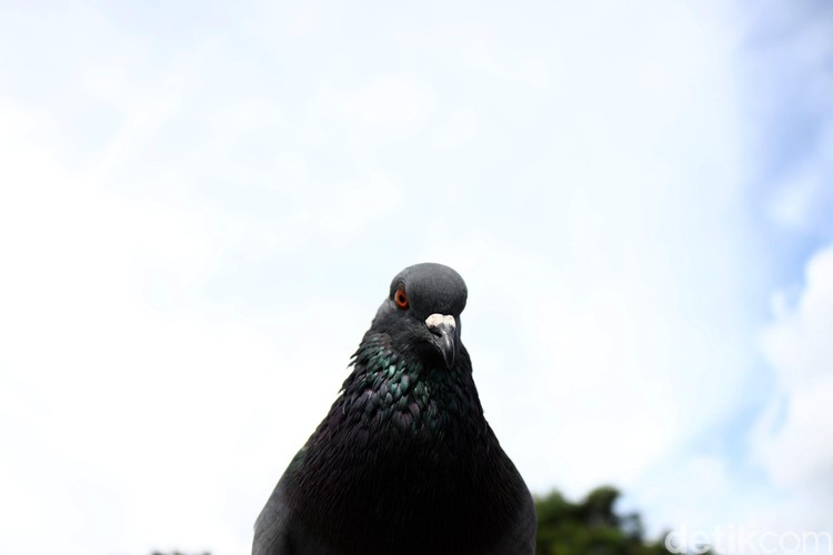 Serunya Ngabuburit Sambil Melatih Burung Dara Warga di kawasan Roxy, Jakarta Barat punya cara sendiri untuk menunggu berbuka puasa. Mereka kompak melatih burung dara. Yuk, intip keseruannya.