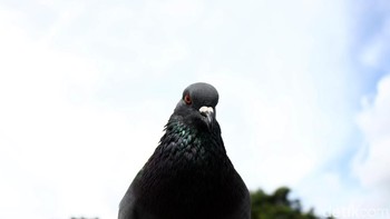 8. Burung dara: Sebuah studi menunjukkan burung dara dapat mempelajari operasi penghitungan matematika secara acak, mulai penjumlahan hingga bilangan berpangkat. Monyet rhesus jadi satu-satunya hewan selain burung dara yang memiliki kemampuan tersebut. Selain itu, burung ini dapat terus mengembangkan kemampuan dalam memecahkan masalah serta mengenali manusia lewat karakteristik wajah. Foto: Rifkianto Nugroho