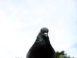 10 Hewan Paling Cerdas di Dunia, Ada yang Mengagetkan