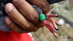 Serunya Ngabuburit Sambil Melatih Burung Dara