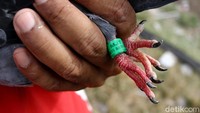 Biasanya burung peliharaan diberi tanda ring di kaki burung.