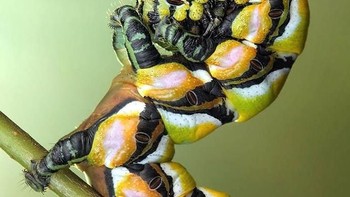 Foto: Thisiscolossal