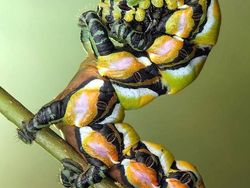 Memukau Tapi Bikin Bergidik, Foto Makro Ulat di Habitat Asli