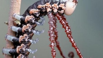 Foto: Thisiscolossal