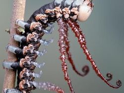 Memukau Tapi Bikin Bergidik, Foto Makro Ulat di Habitat Asli