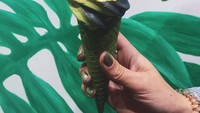 Dinginya es krim matha, dilapis emas 24 karat yang mahal jadi varian baru es krim yang digemari banyak orang. Foto: Istimewa