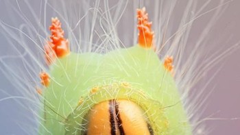 Untuk melihat karyanya yang lain bisa mengakses akun Facebooknya di alamat www.facebook.com/blepharopsis/. Foto: Thisiscolossal