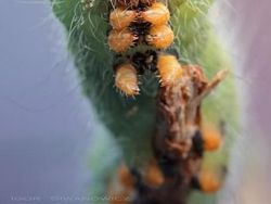 Memukau Tapi Bikin Bergidik, Foto Makro Ulat di Habitat Asli